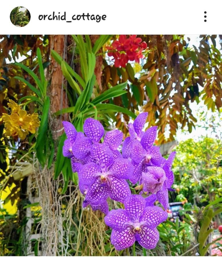 Orchid Cottage Kingston Exterior foto