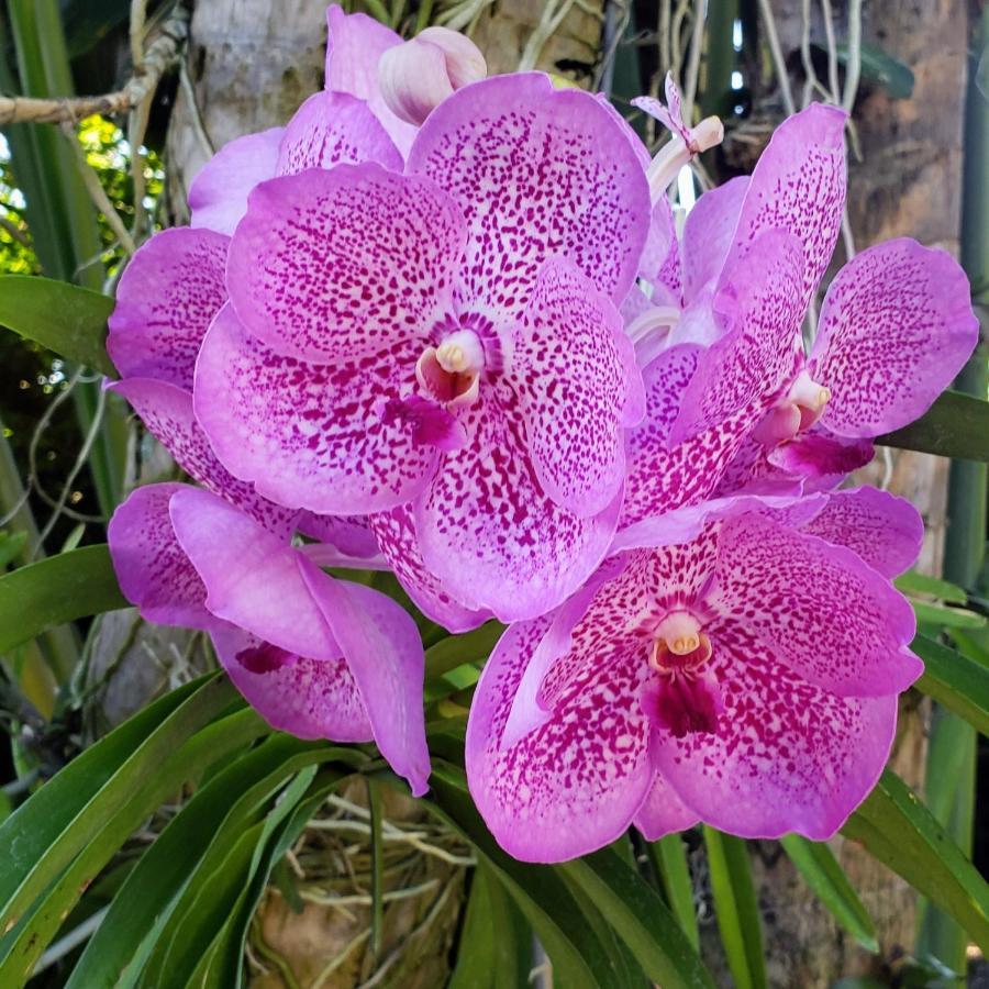 Orchid Cottage Kingston Exterior foto