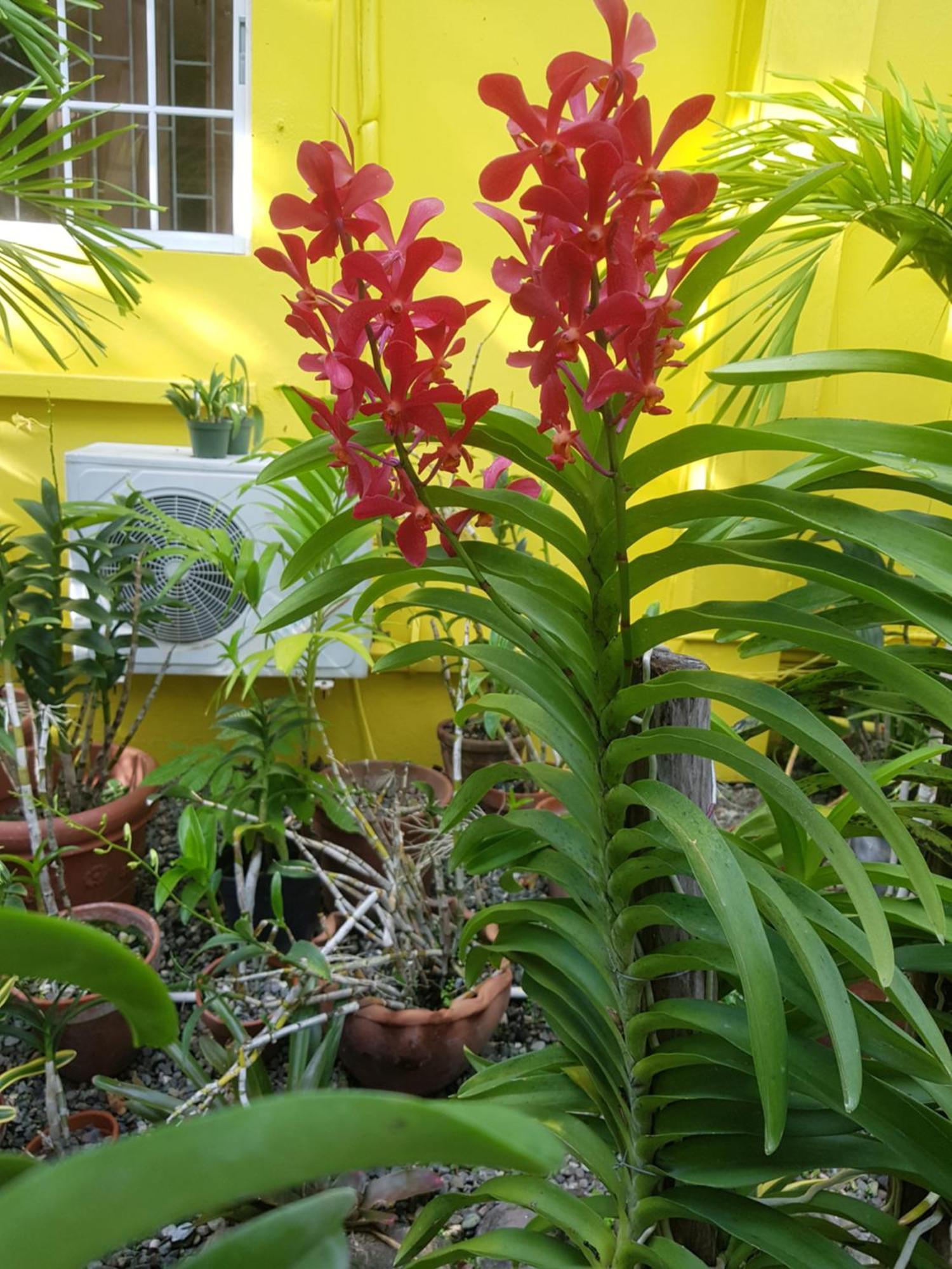 Orchid Cottage Kingston Cameră foto