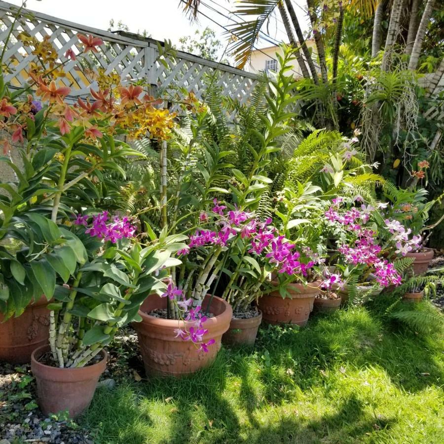 Orchid Cottage Kingston Exterior foto